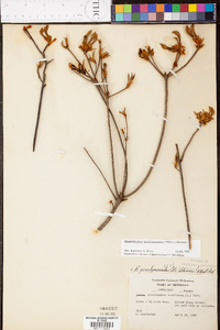 Rhododendron periclymenoides image