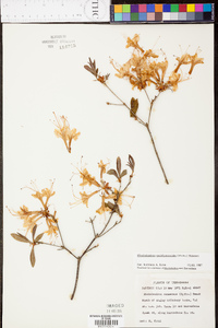 Rhododendron periclymenoides image