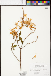 Rhododendron periclymenoides image