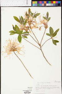 Rhododendron periclymenoides image