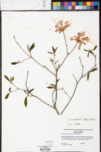 Rhododendron prinophyllum image