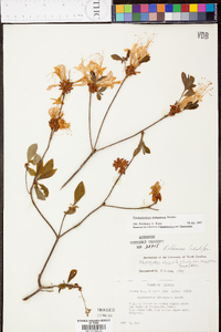 Rhododendron alabamense image