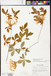 Rhododendron alabamense image