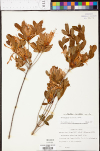 Rhododendron atlanticum image