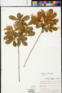 Rhododendron atlanticum image