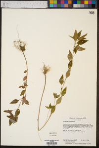 Acalypha virginica image