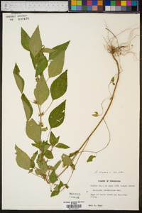 Acalypha virginica image