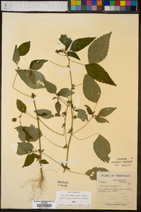 Acalypha virginica image