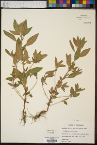 Acalypha virginica image