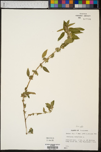 Acalypha virginica image