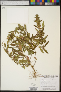 Acalypha gracilens image