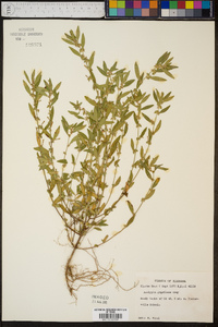 Acalypha gracilens image