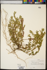 Acalypha gracilens image