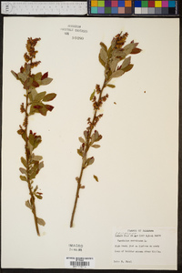 Vaccinium simulatum image