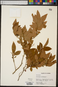 Vaccinium fuscatum image