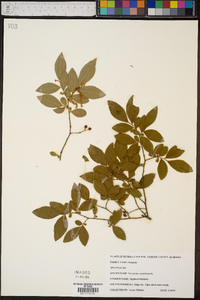 Vaccinium simulatum image