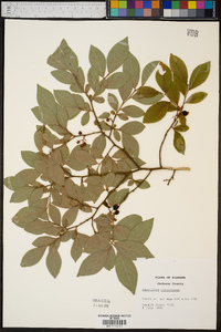 Vaccinium simulatum image