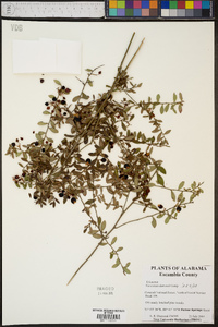 Vaccinium darrowii image