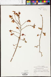 Vaccinium fuscatum image