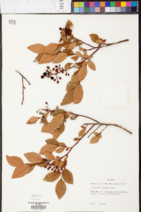 Vaccinium fuscatum image