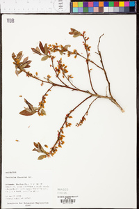 Vaccinium fuscatum image