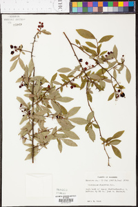 Vaccinium fuscatum image