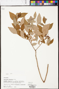 Vaccinium fuscatum image