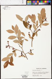 Vaccinium fuscatum image