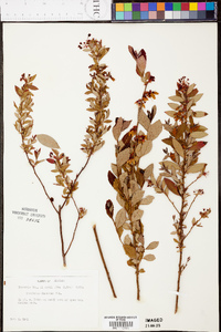 Vaccinium fuscatum image