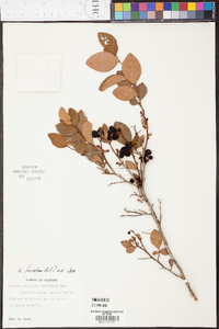 Vaccinium fuscatum image