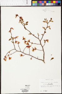 Vaccinium fuscatum image