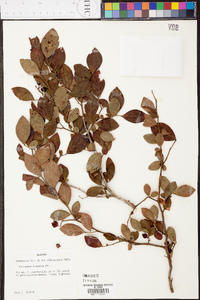 Vaccinium fuscatum image