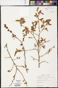 Vaccinium fuscatum image