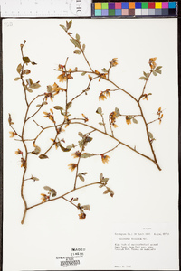 Vaccinium fuscatum image