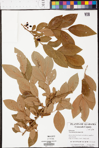 Vaccinium fuscatum image