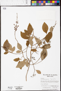 Vaccinium fuscatum image