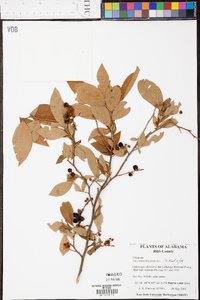 Vaccinium fuscatum image