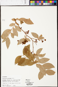 Vaccinium fuscatum image