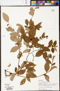 Vaccinium fuscatum image