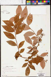 Vaccinium formosum image