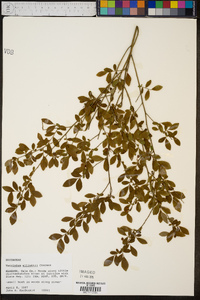 Vaccinium elliottii image