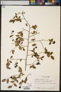 Vaccinium elliottii image