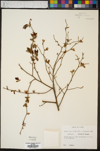 Vaccinium elliottii image