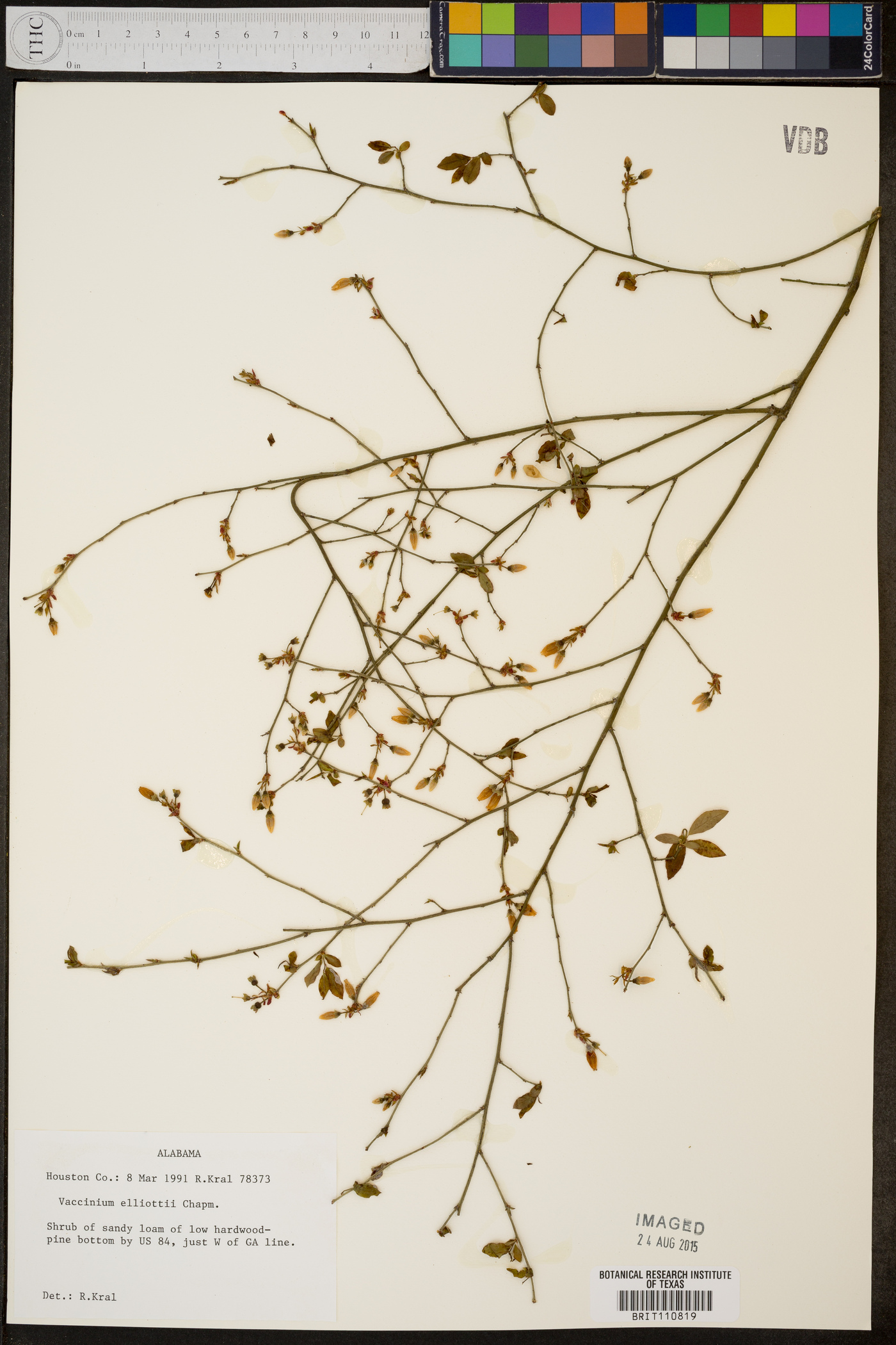 Vaccinium elliottii image