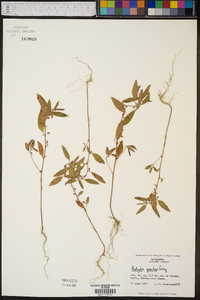 Acalypha gracilens image