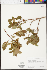 Vaccinium constablaei image