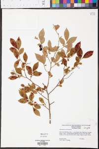 Vaccinium simulatum image