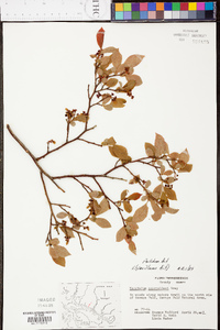 Vaccinium simulatum image