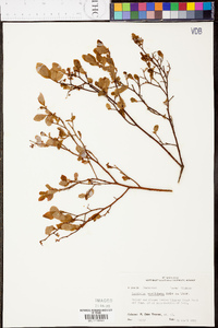 Vaccinium vacillans image