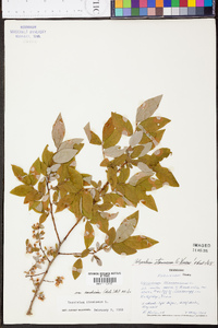 Vaccinium stamineum var. candicans image